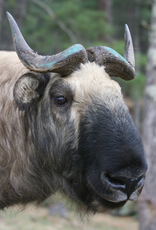 bhutan